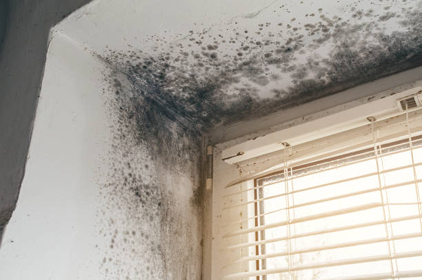 Affordable Basement Mold Removal solutions in Fayetteville, GA