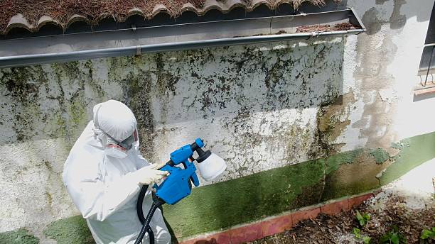 Top rated local Basement Mold Removal specialists in Fayetteville, GA